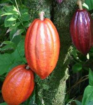 Electronic Payment For Cocoa Farmers